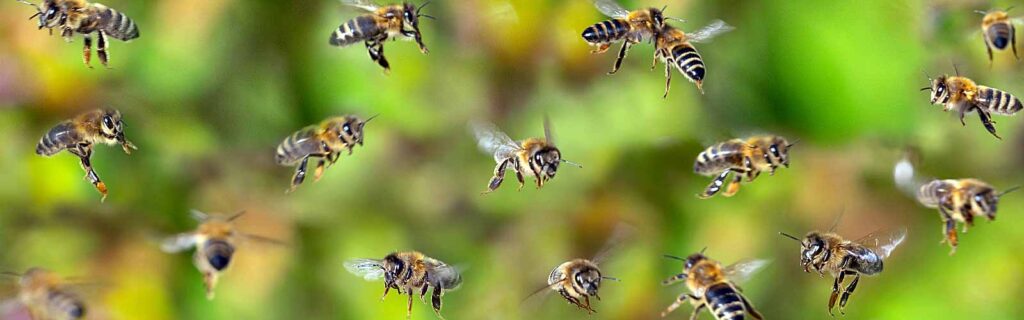 Bees buzzing with green background Parkland, FL Preferential Relocation