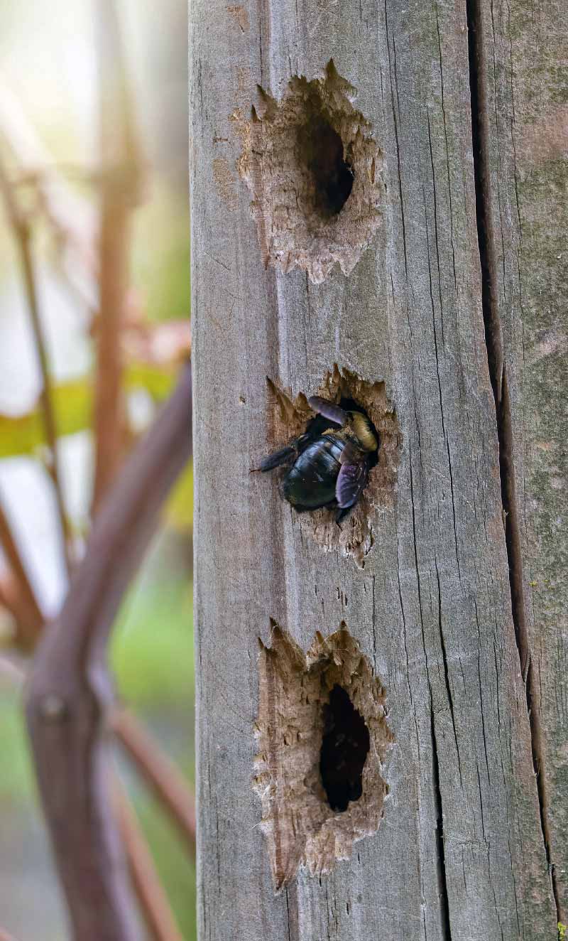 Holes from bee damage on wood Miami-Dade County