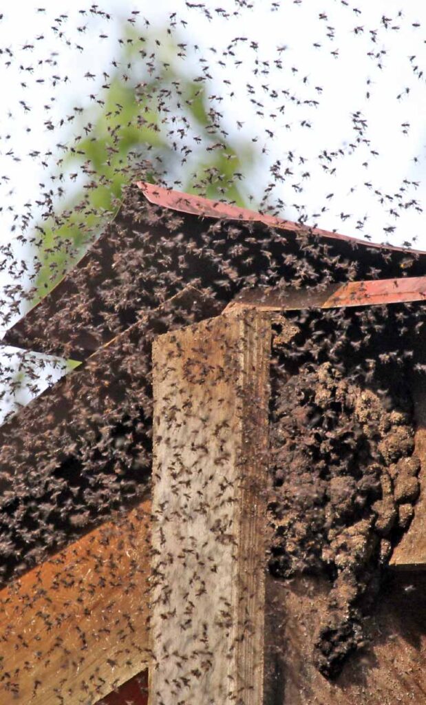 Bees swarming around beehive Davie, FL Bees Self Defense 