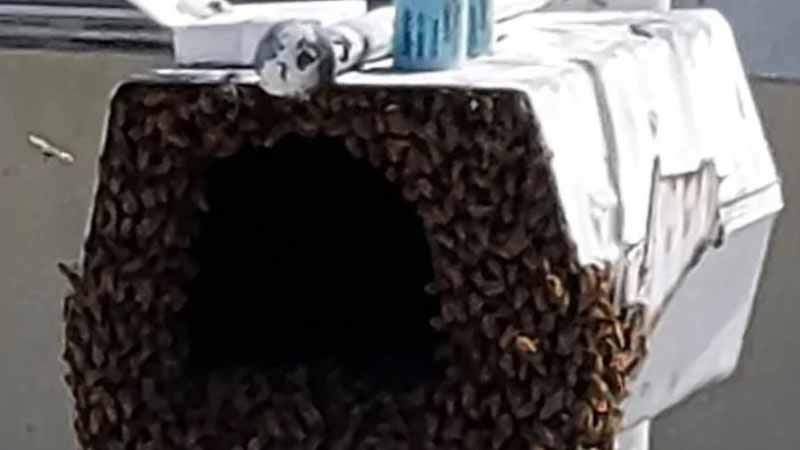 Bees in Mailbox – Real Case