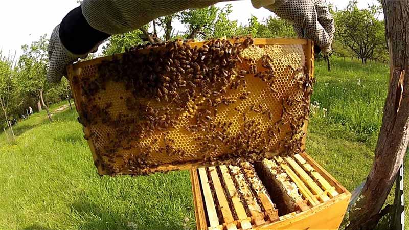 Preferential Relocation of Bees