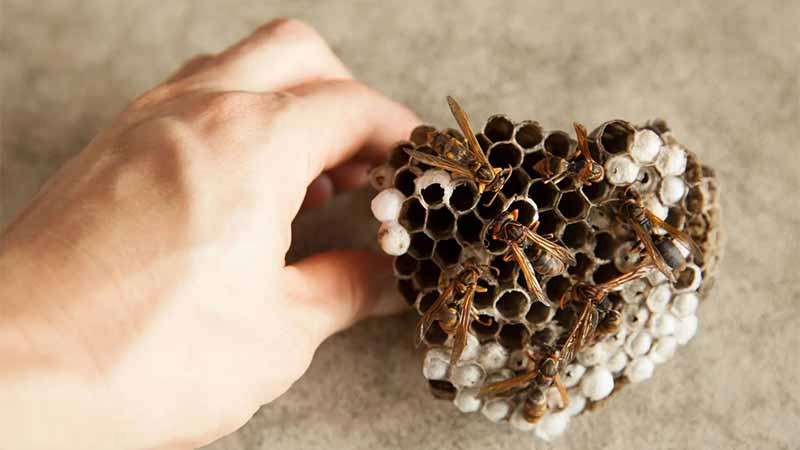 How to prevent re-infestation of bees