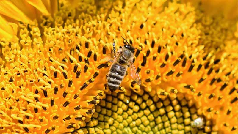 Honey and Other Products