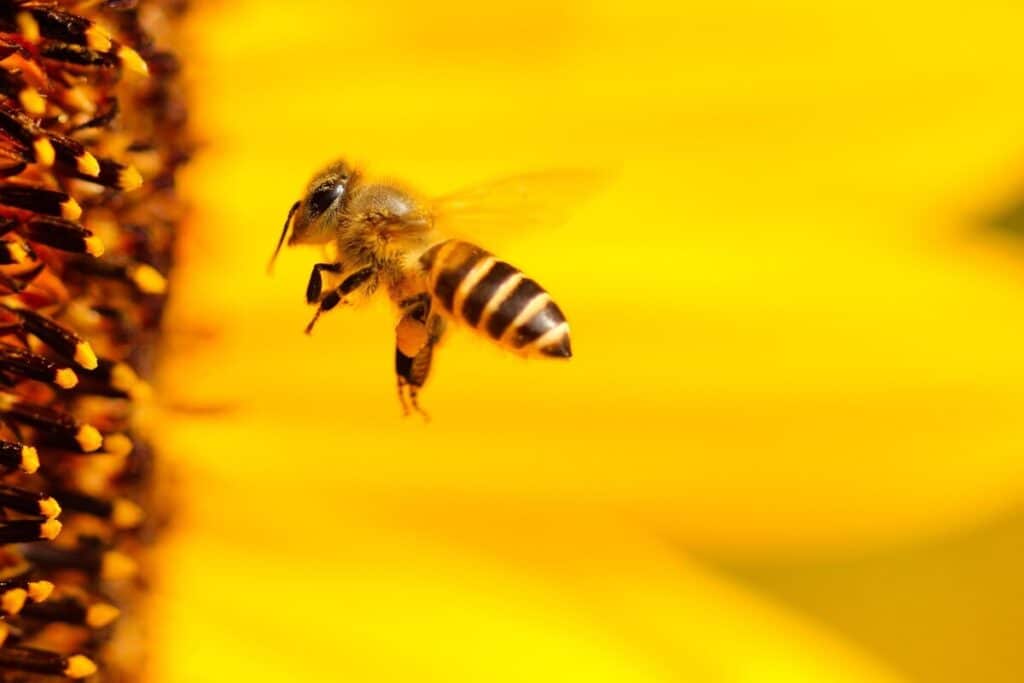 bee removal services miami florida myths