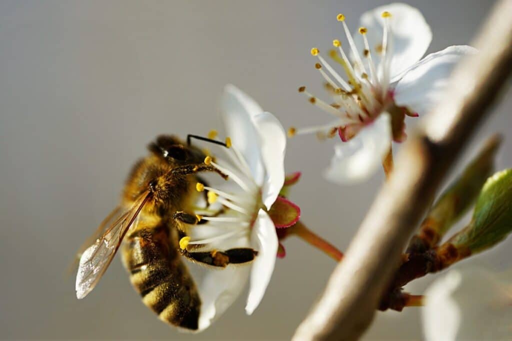 bee bees removing relocation services miami florida