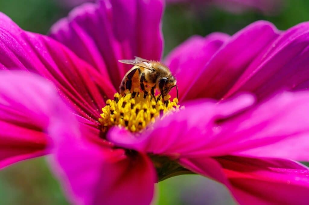 bee bees removal services miami florida