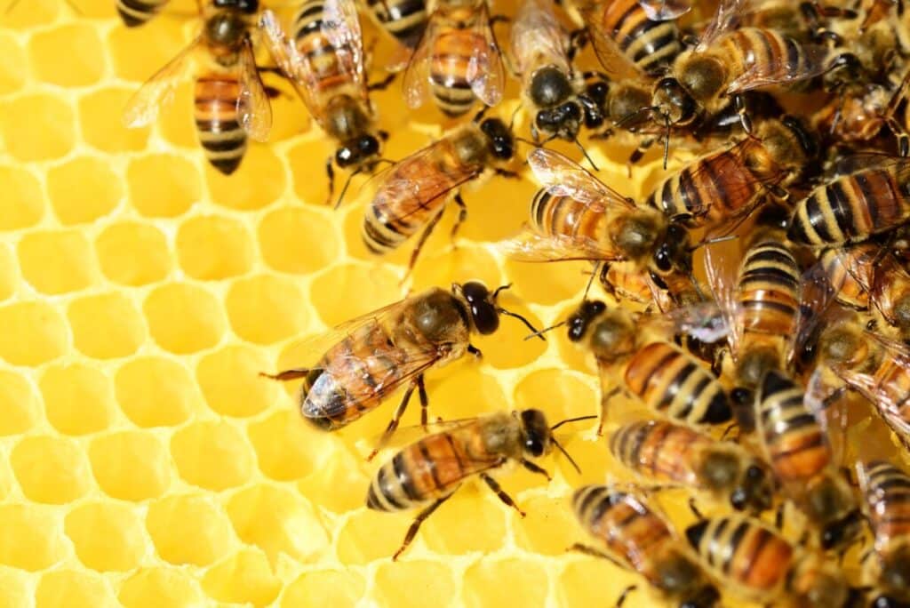 honey bee removal services miami florida