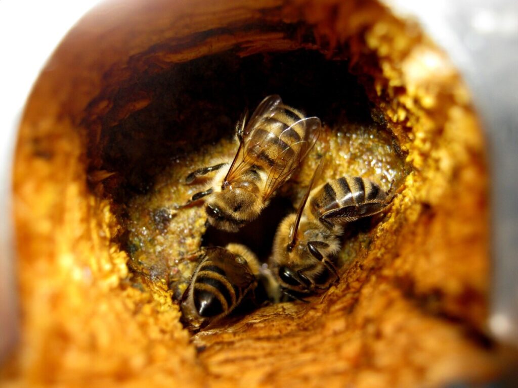 propolis bees bee removal services miami florida