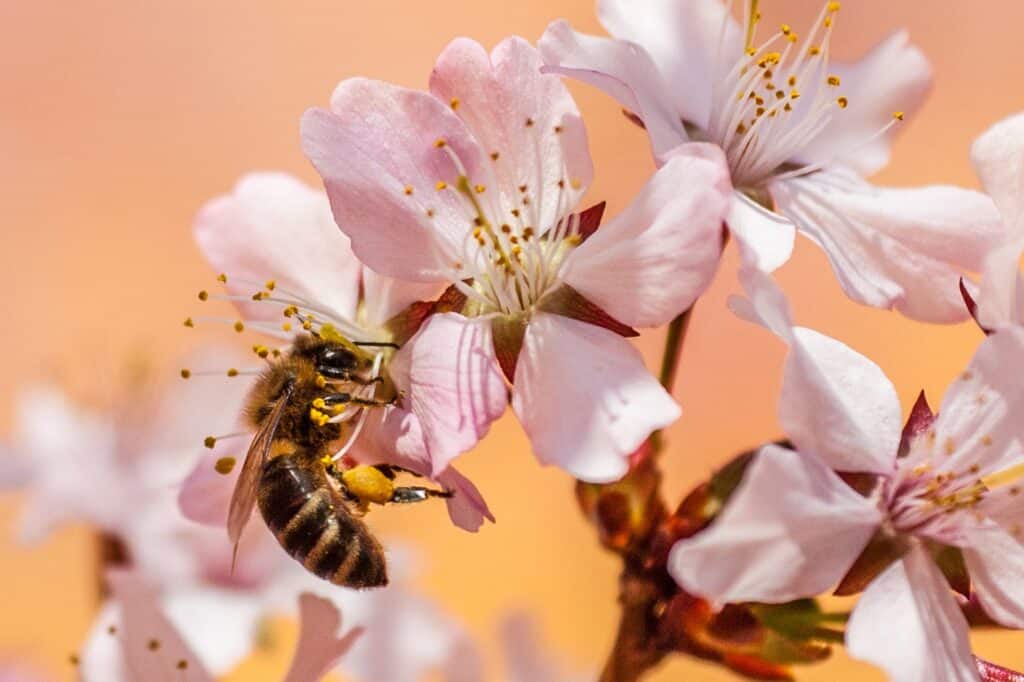 How to prevent re-infestation of bees