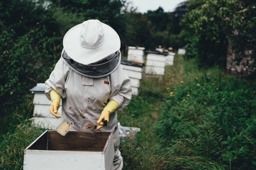 Removing Bees Safely and Humanely