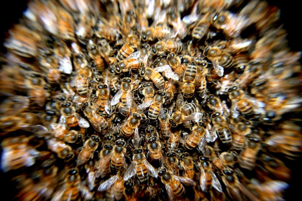 Types of Bees. How to Identify Them emergency bee removal