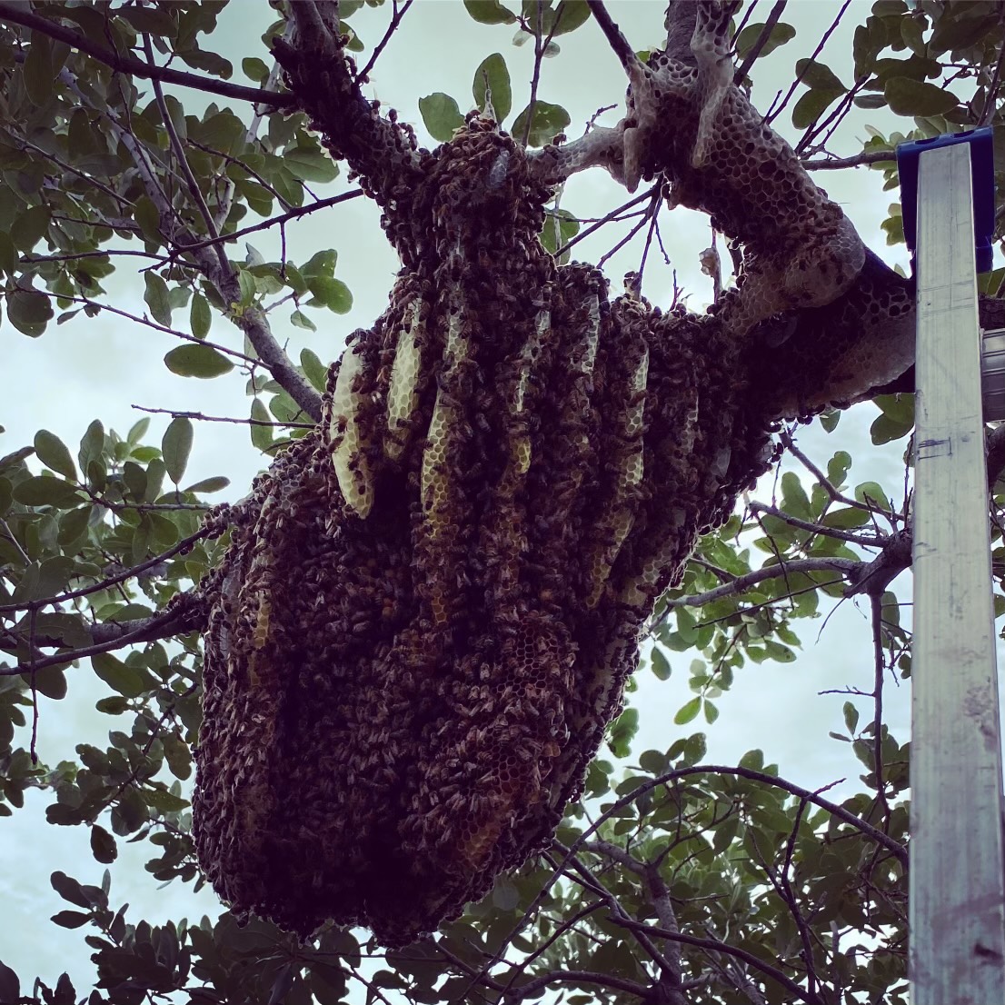 bee hive on tree