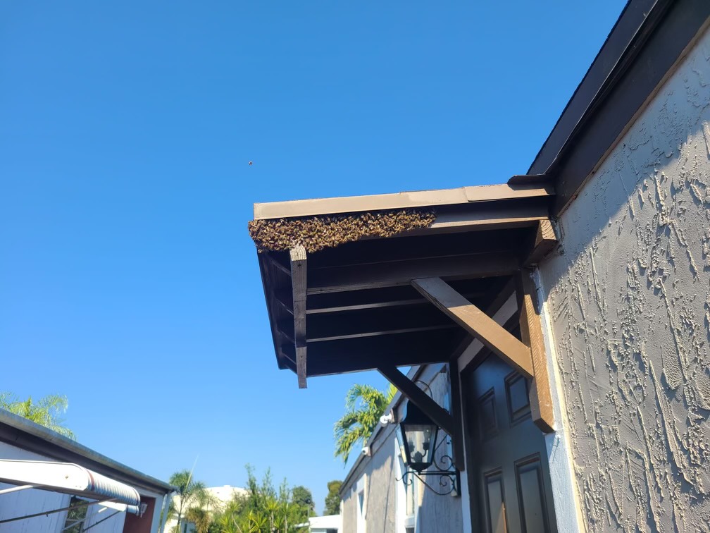 bee hive on top of door