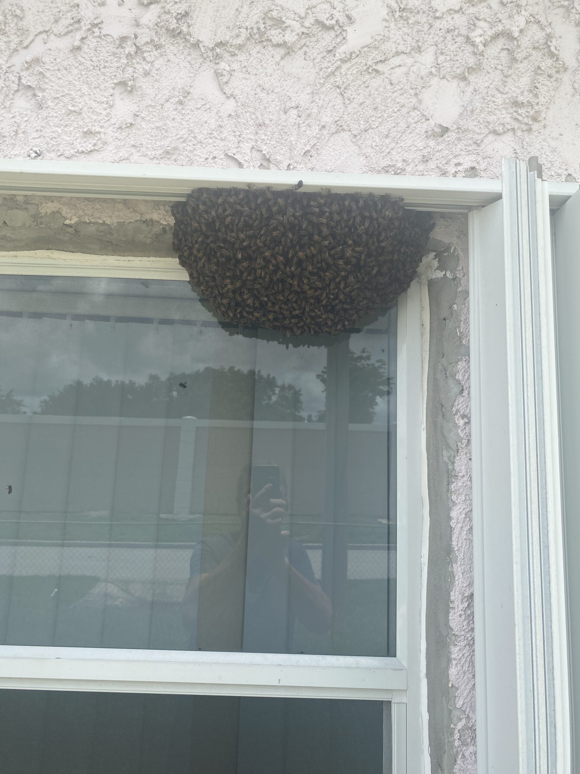 bee hive on the side of window