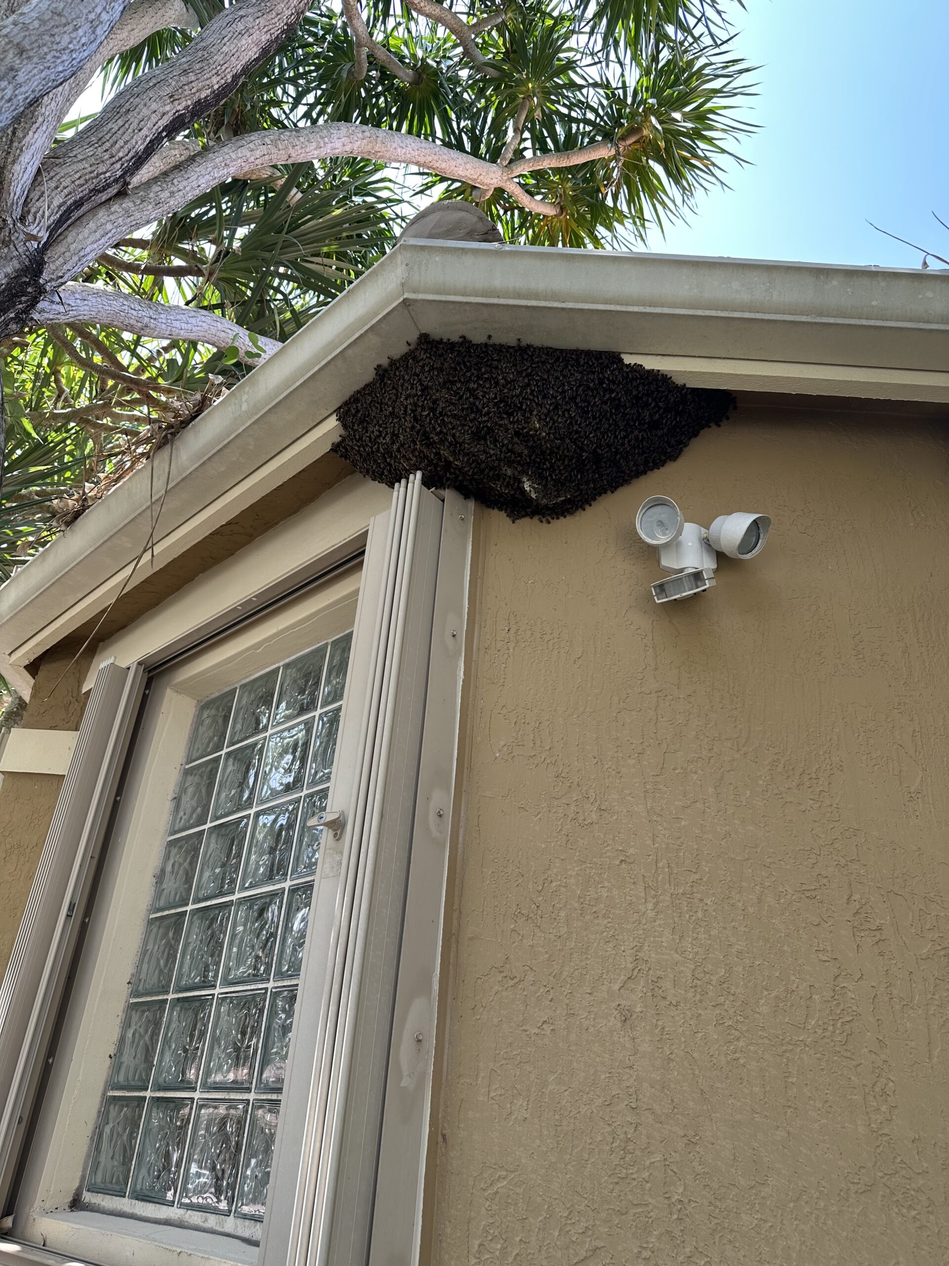 bee hive on house