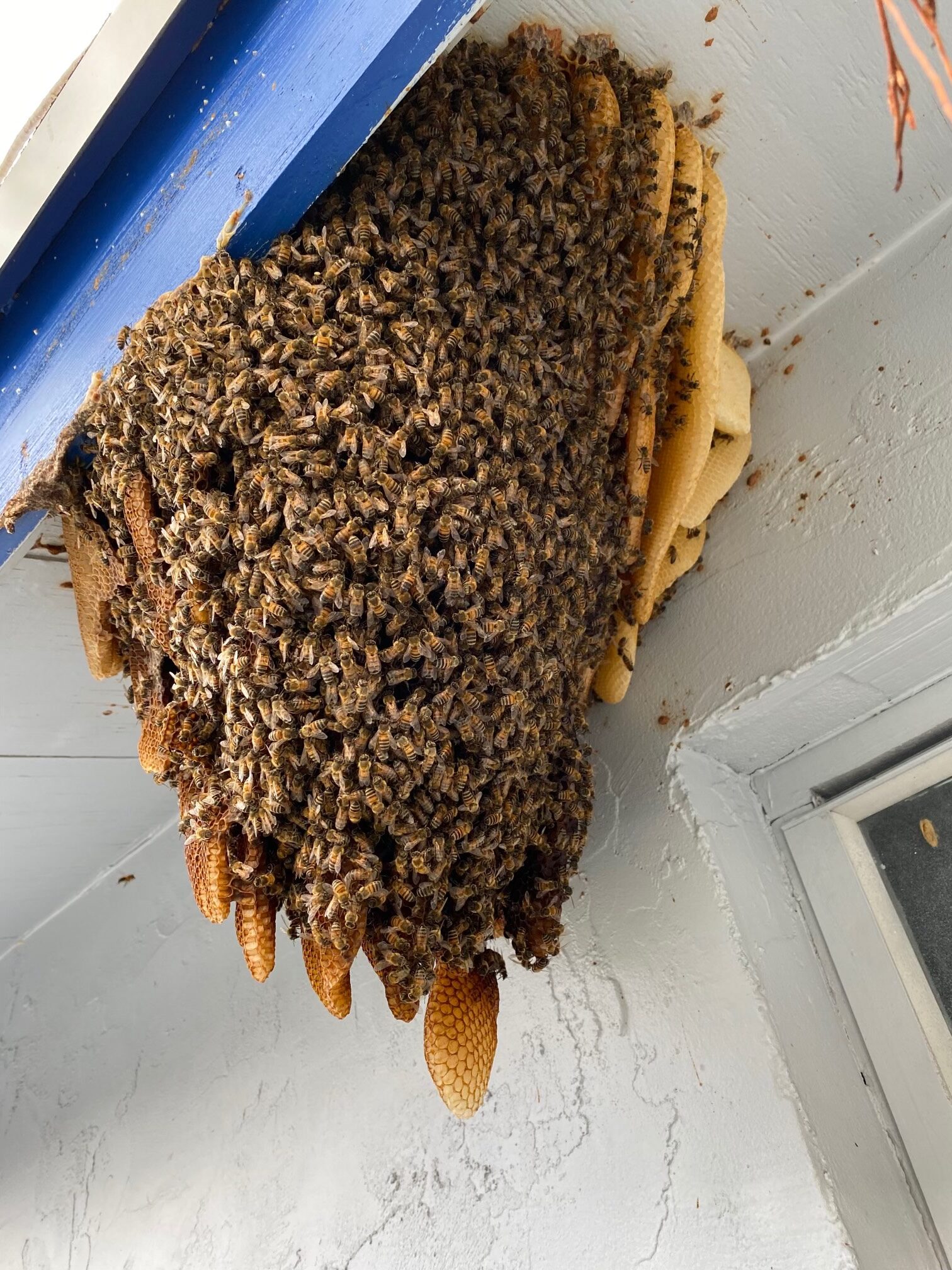 massive bee hive