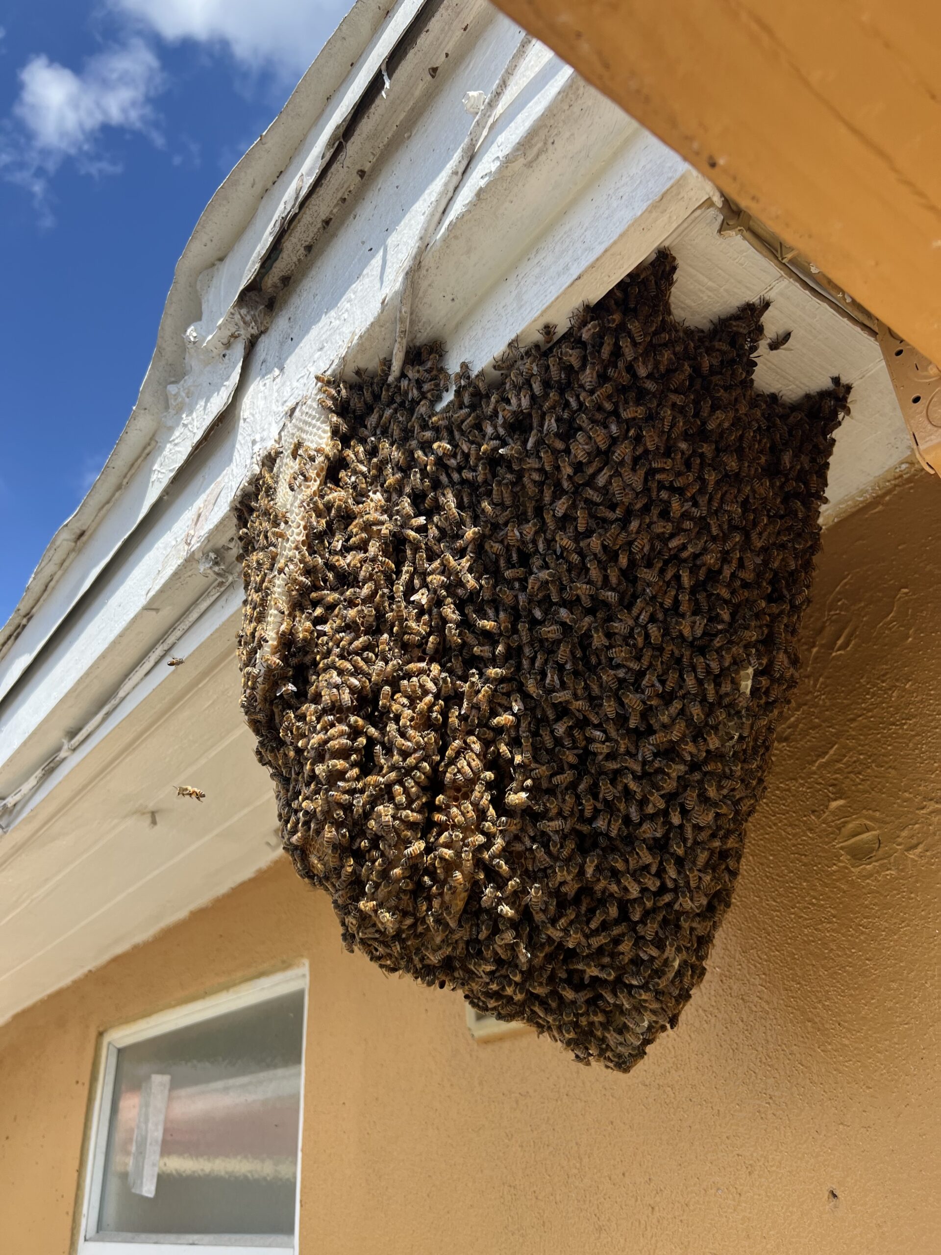 bee hive outside of house