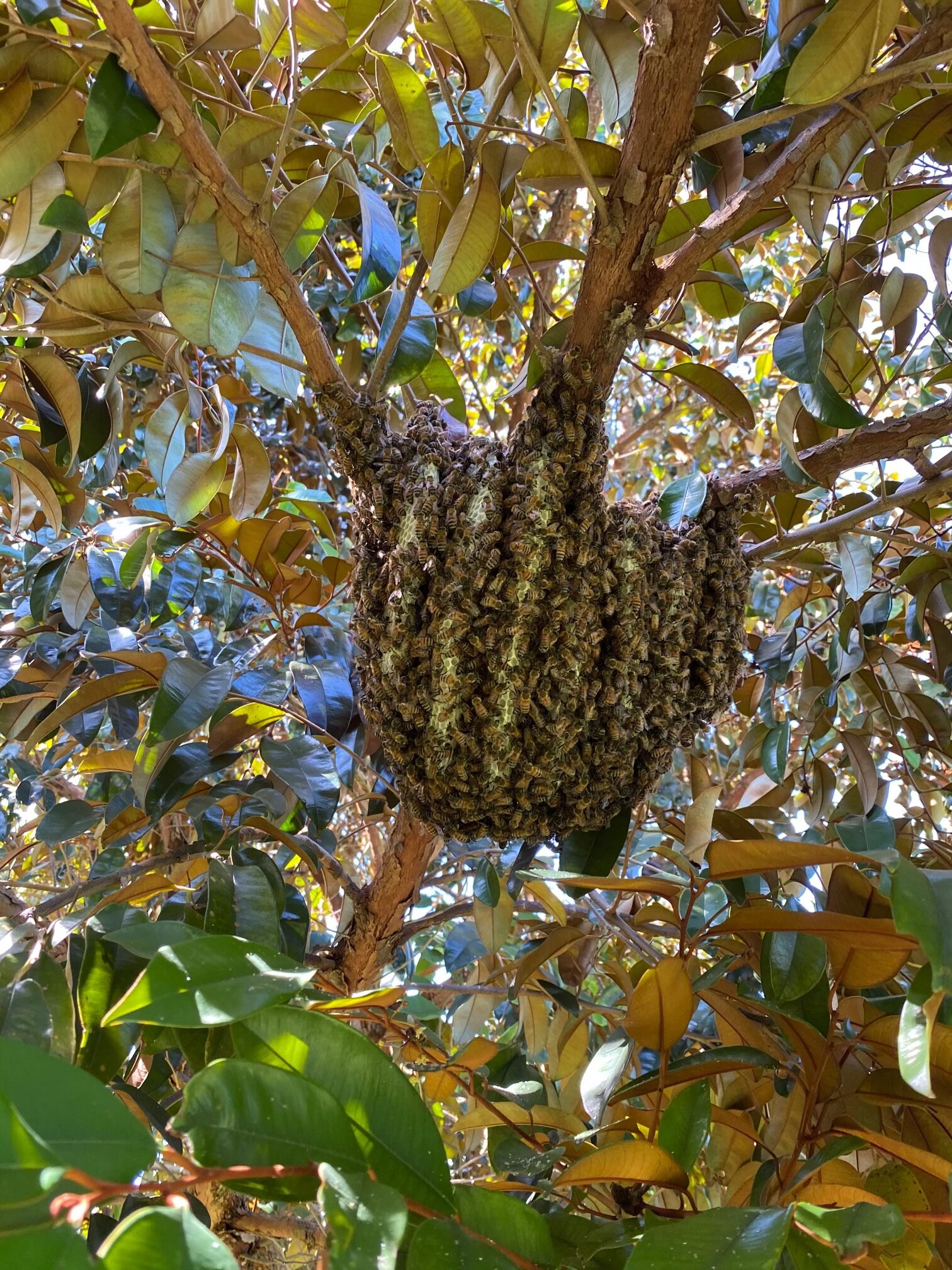 bee hive in tree