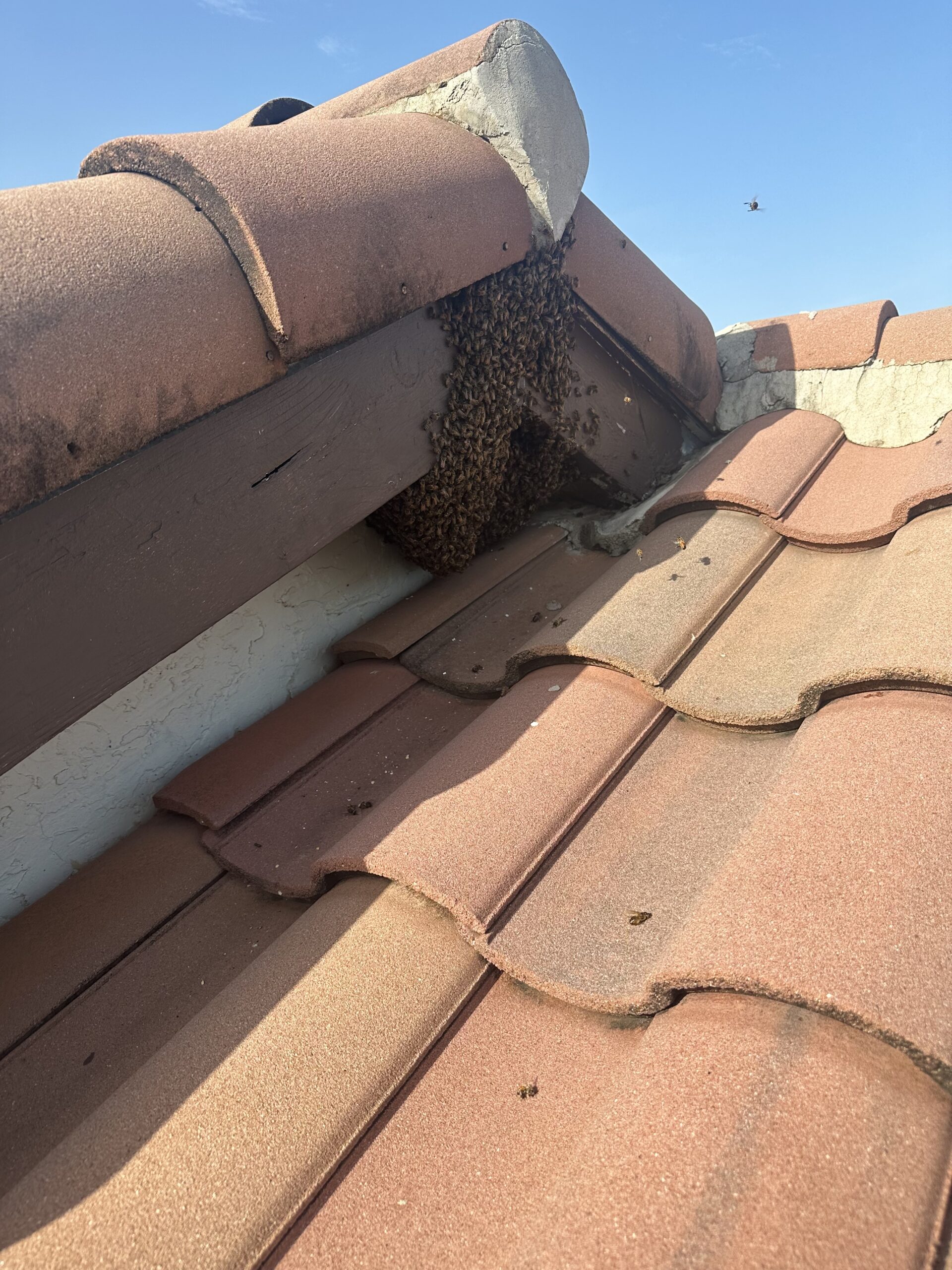 bee hive in on roof