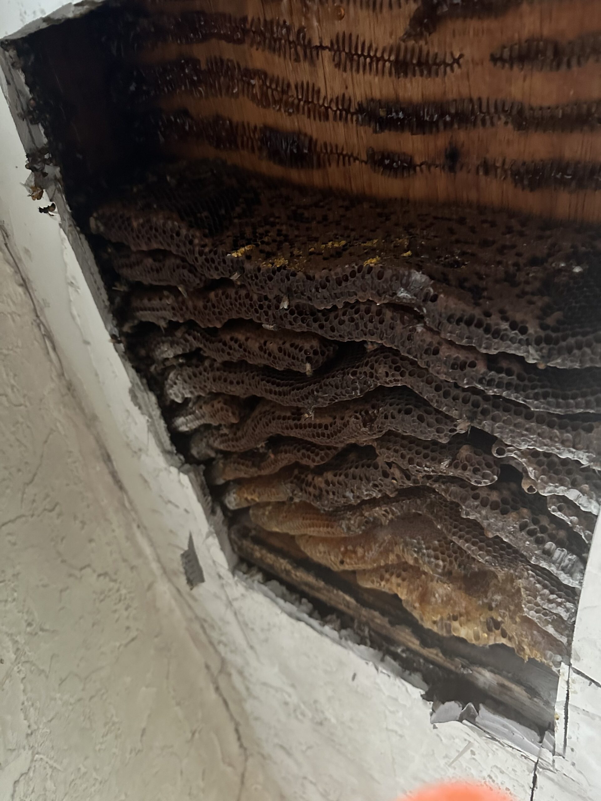 bee hive inside wall