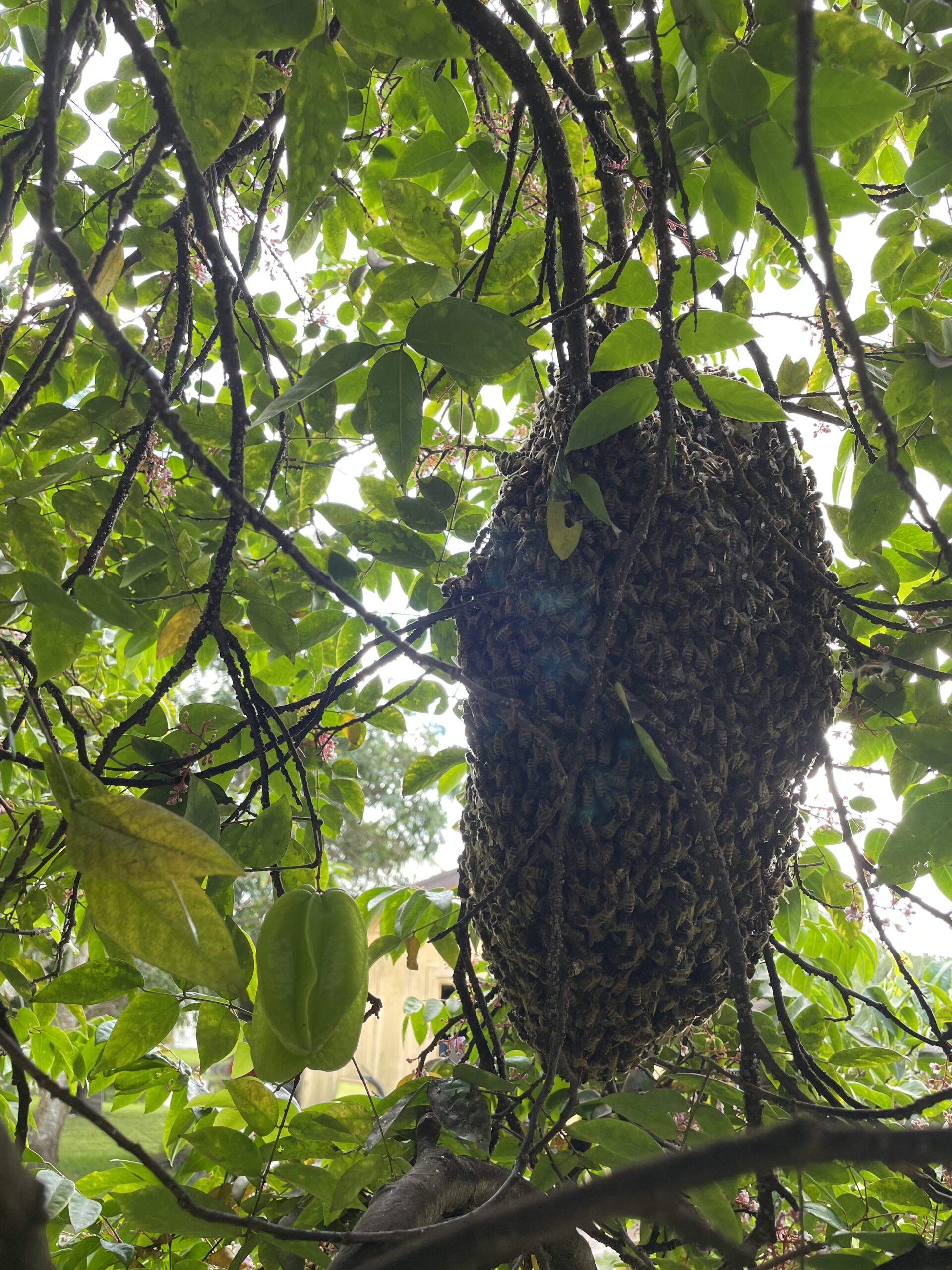 bee hive on tree