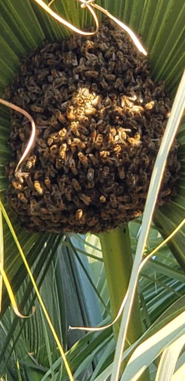 massive bee hive in tree